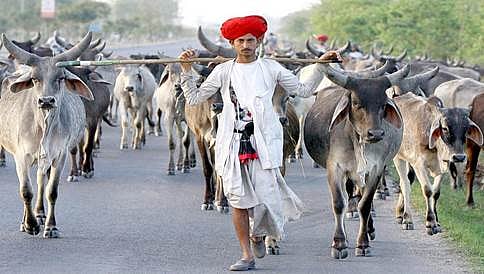 ಗೋವಿಗೆ 'ರಾಷ್ಟ್ರೀಯ ಪ್ರಾಣಿ' ಸ್ಥಾನ?