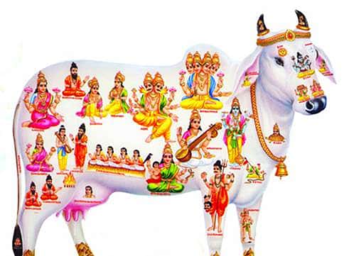 ಸರ್ವ ರೋಗಗಳಿಗೂ ದಿವ್ಯೌಷಧ ಗೋಮೂತ್ರ