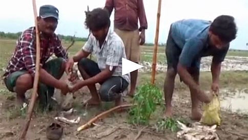ಆಂಧ್ರಪ್ರದೇಶದಲ್ಲಿ ಮೀನು ಮಳೆ..!