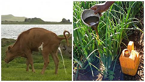 ಕೃಷಿಯಲ್ಲಿ ಗೋಮೂತ್ರದ ಉಪಯೋಗ