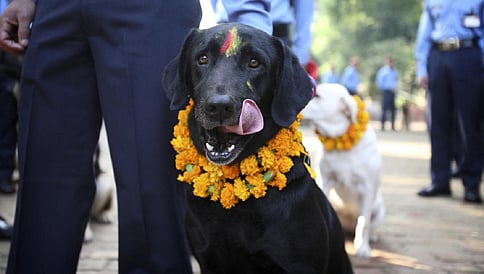 ನಾಯಿಗಳನ್ನು ಪೂಜಿಸುವ ಹಬ್ಬ 'ಕೂಕರ್ ತಿಹಾರ್'