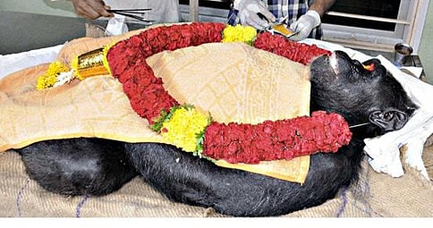 ಮೈಸೂರು ಮೃಗಾಲಯದಲ್ಲಿ ಹೆಣ್ಣು ಚಿಂಪಾಂಜಿ ಸಾವು