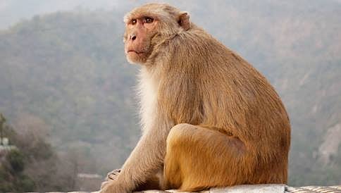 ಸರಗಳ್ಳ ಕೋತಿ ಮೇಲೆ ಕೇಸ್ ಹಾಕೋದು ಹೇಗೆ ?