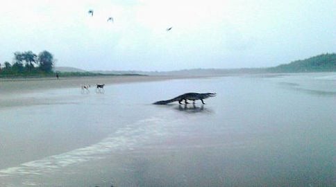 ಗೋವಾ ಬೀಚಿನಲ್ಲಿ ಮೊಸಳೆ; ವೈರಲ್ ಆದ ಫೋಟೋಗಳು
