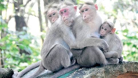 ದೇವಾಲಯದ ಮುಂದೆ ಹಣದ ಮಳೆ ಸುರಿಸಿದ ಕೋತಿ