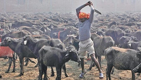 ನೇಪಾಳದ ಗಧಿಮಾಯಿ ಉತ್ಸವದಲ್ಲಿನ್ನು ರಕ್ತ ಹರಿಯಲ್ಲ