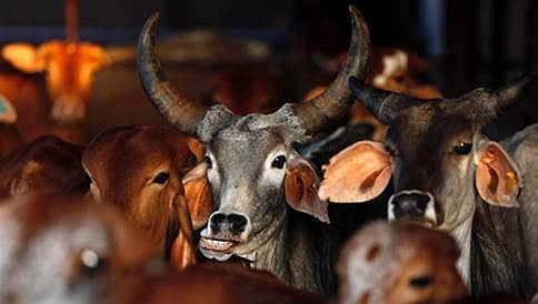 ಅಕ್ರಮ ಗೋಸಾಗಾಣಿಕೆಗೆ ಕೇಂದ್ರದ ಅಂಕುಶ: ಬಾಂಗ್ಲಾದ ಬೀಫ್ ಉದ್ಯಮ ಕೃಶ