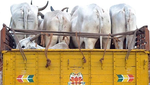 ಗೋಹತ್ಯೆ ಮಾಡುವುದು ಹಿಂದೂ ಹೆಣ್ಮಕ್ಕಳನ್ನು ಅತ್ಯಾಚಾರವೆಸಗುವುದಕ್ಕೆ ಸಮ