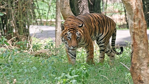 ವಿದ್ಯಾರ್ಥಿಗಳಿಗೆ ಹುಲಿ ಸಂರಕ್ಷಣೆ ಅರಿವು