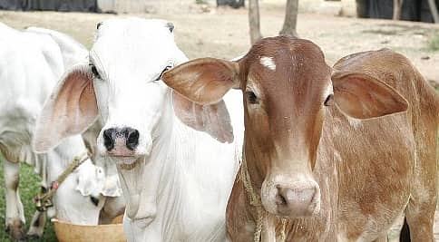 ದನಗಳ್ಳ ಎಂದು ಶಂಕಿಸಿ ಒಬ್ಬನನ್ನು ಕೊಂದ ಜನರ ಗುಂಪು