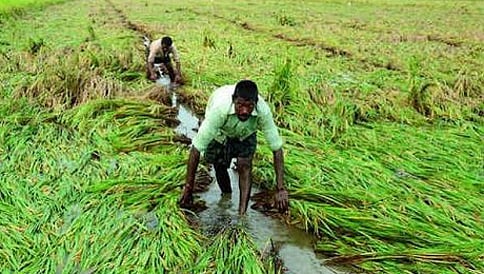 ಮತ್ತೆ ನಾಲ್ವರು ರೈತರು ಆತ್ಮಹತ್ಯೆ
