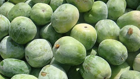 ಬುದ್ಧಿಶಕ್ತಿ ಹೆಚ್ಚಿಸುವ ಬೃಹತ್ ಫಲ ಬೂದುಗುಂಬಳ