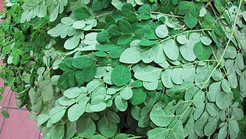 ಲೈಂಗಿಕ ಶಕ್ತಿ ವೃದ್ಧಿಗೆ  ನುಗ್ಗೆಸೊಪ್ಪು!
