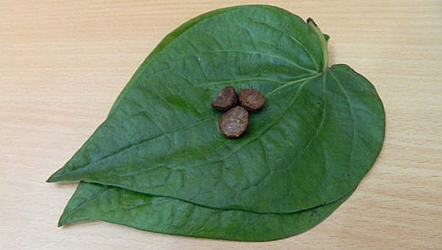 ಶೀತ, ಕಫಾಗೆ ರಾಮಬಾಣ ವೀಳ್ಯದೆಲೆ