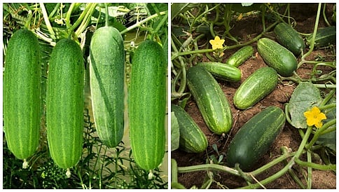 ರೈತನಿಗೆ ಉತ್ತಮ ವರಮಾನ ತಂದುಕೊಂಡುವ ಸೌತೇಕಾಯಿ