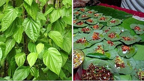 ರೈತನ ಬದುಕನ್ನು ಹಸನಾಗಿಸುವ ಹಸಿರು ಬಂಗಾರ ವೀಳ್ಯದೆಲೆ
