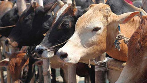 ಹರ್ಯಾಣದಲ್ಲಿ 8 ದಿನಗಳ ಕಾಲ ಗೋಮಾಂಸ ನಿಷೇಧ
