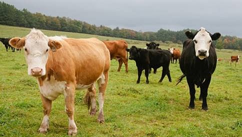 ಕಾಶ್ಮೀರದಲ್ಲಿ ಬೀಫ್ ಪಾರ್ಟಿ ಮಾಡಲು ಮುಂದಾದ ಬಿಜೆಪಿ ನಾಯಕ