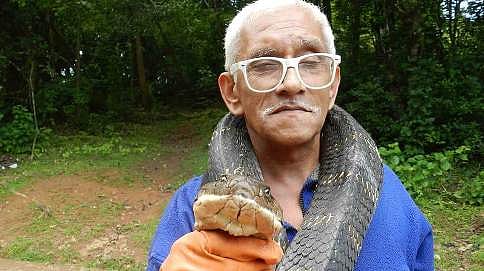 ಕಾಳಿಂಗ ಸರ್ಪ ರಕ್ಷಿಸಲು ಹೋಗಿ, ಅದಕ್ಕೇ ಬಲಿಯಾದ ಉರಗರಕ್ಷಕ