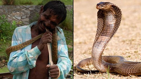 ಕಚ್ಚಿದ ಹಾವಿನ ಚರ್ಮ ಸುಲಿದು ಜೀವಂತವಾಗಿ ತಿಂದು ಸೇಡು ತೀರಿಸಿಕೊಂಡ..!