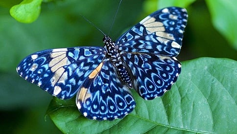 ಆಟ, ಕೀಟ, ನೋಟ; ಗಾರ್ಡನ್ ಕುರಿತು ಪಾಠ