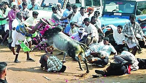 ಜಲ್ಲಿಕಟ್ಟು: ಕೇಂದ್ರದ ಅಧಿಸೂಚನೆ ಪ್ರಶ್ನಿಸಿ ಸುಪ್ರೀಂ ಕೋರ್ಟ್ ನಲ್ಲಿ ಅರ್ಜಿ