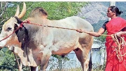 ಹಲವು ಪ್ರಶಸ್ತಿಗಳನ್ನು ಬಾಚಿಕೊಂಡಿರುವ ಜಲ್ಲಿಕಟ್ಟು ಪಂದ್ಯದ ಎತ್ತು