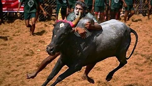 ಜಲ್ಲಿಕಟ್ಟಿಗೆ 'ನೋ' ಎಂದ ಸುಪ್ರೀಮ್ ಕೋರ್ಟ್