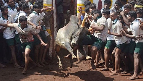 ಜಲ್ಲಿಕಟ್ಟು ಸ್ಪರ್ಧೆ: ವಿಚಾರಣೆಯಿಂದ ಹಿಂದೆ ಸರಿದ ಜಡ್ಜ್