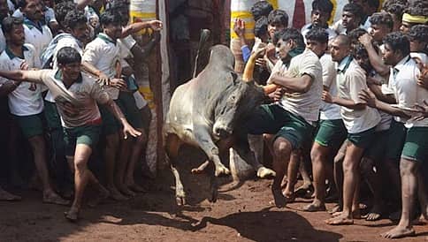 ಜಲ್ಲಿಕಟ್ಟು ಸ್ಪರ್ಧೆ: ವಿಚಾರಣೆಯಿಂದ ಹಿಂದೆ ಸರಿದ ಜಡ್ಜ್