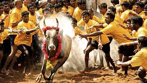 ಜಲ್ಲಿಕಟ್ಟು ವಿವಾದ: ತಮಿಳುನಾಡಿನಲ್ಲಿ ತೀವ್ರಗೊಂಡ ಪ್ರತಿಭಟನೆ