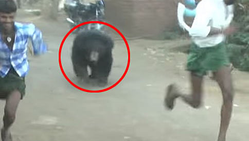 ಕರಡಿ ಮೇಲೆ ಮೃಗದಂತೆ ಮುಗಿಬಿದ್ದ ಮನುಷ್ಯರು