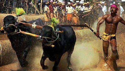 ಕಂಬಳ ನಡೆಸಲು ಕರ್ನಾಟಕ ಸರ್ಕಾರ ಅನುಮತಿ