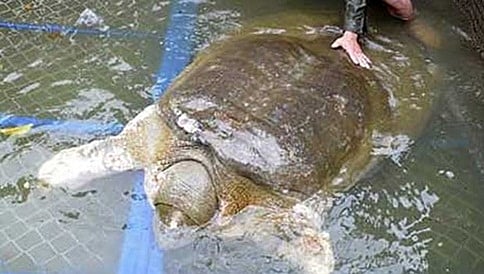 ವಿಯಟ್ನಾಂನ ಪವಿತ್ರ ಆಮೆ ಸಾವು