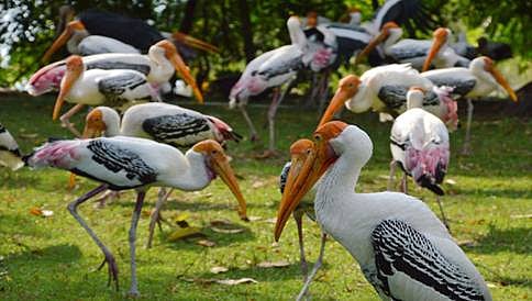 ಹಕ್ಕಿ ಜ್ವರ ಭೀತಿ: ದೆಹಲಿ ಮೃಗಾಲಯ ಹಠಾತ್ ಸ್ಥಗಿತ