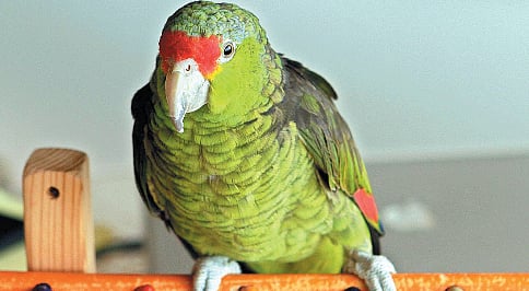 ಪತಿಯ ಅಕ್ರಮ ಸಂಬಂಧವನ್ನು ಪತ್ನಿಗೆ ಬಯಲು ಮಾಡಿದ ಸಾಕು ಗಿಣಿ