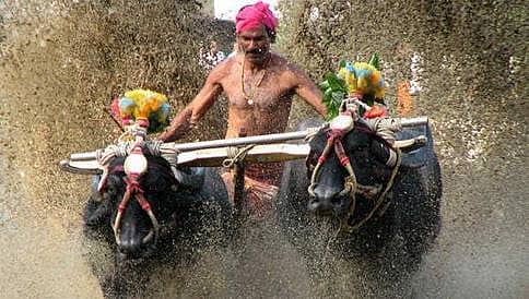 ಕಂಬಳಕ್ಕೆ ಹೈಕೋರ್ಟ್ ಗ್ರೀನ್ ಸಿಗ್ನಲ್