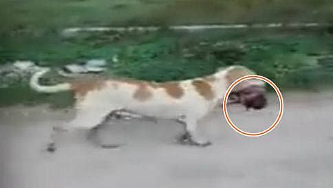 ಅಮಾನವೀಯ! ಮೃತ ಶಿಶುದೇಹವನ್ನು ಕಚ್ಚಿಕೊಂಡು ಓಡುತ್ತಿರುವ ನಾಯಿ; ವಿಡಿಯೋ ವೈರಲ್