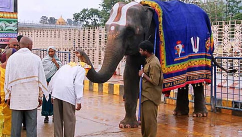 ತಿರುಮಲ: ಬಲೂನ್ ಒಡೆದ ಶಬ್ಧಕ್ಕೆ ಬೆದರಿ ಮಾವುತನನ್ನೇ ಎತ್ತೆಸೆದ ಆನೆ