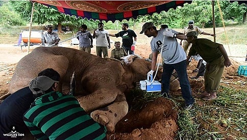 ಅನಾರೋಗ್ಯದಿಂದ ನರಳುತ್ತಿದ್ದ ಕಾಡಾನೆ ಸಿದ್ದ ಸಾವು