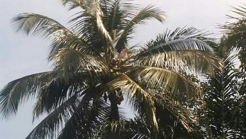 ಕೇರಳ ವಿಧಾನಸಭಾ ಆವರಣದಲ್ಲಿ ಕಲ್ಪವೃಕ್ಷ ಏರಿ ಕಲ್ಯಾಣ ಯೋಜನೆಗಳಿಗೆ ಆಗ್ರಹಿಸಿದ ವ್ಯಕ್ತಿ
