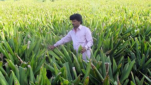 ಬಾಳೆ, ಅರಿಷಿಣ, ಹೈನುಗಾರಿಕೆ; ಹೆಚ್ಚಿಸಿತು ರೈತನ ಎದೆಗಾರಿಕೆ