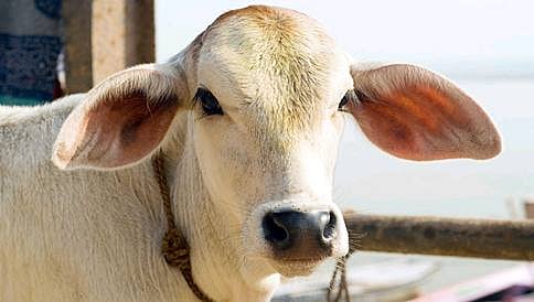 ಗೋಮಾಂಸ ತಿನ್ನಲು ವಿದೇಶಿಗರಿಗೆ ವಿಶೇಷ ಪರವಾನಗಿ