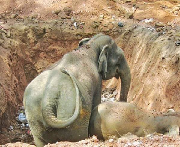 <b>ಗುಂಡಿಗೆ ಬಿದ್ದ ಆನೆಗಳ ತೊಳಲಾಟ...</b><br>ಕೊಡಗು ಜಿಲ್ಲೆಯ ಸಿದ್ದಾಪುರ ಗ್ರಾಮದ ಕಸದ ಗುಂಡಿಯಲ್ಲಿ ಬಿದ್ದು ಒದ್ದಾಡುತ್ತಿದ್ದ ಮರಿಯಾನೆ ಹಾಗೂ ತಾಯಿಯಾನೆಯನ್ನು ಜೆಸಿಬಿ ನೆರವಿನೊಂದಿಗೆ ಕಾಡಿಗೆ ಮರಳಲು ಅವಕಾಶ ಮಾಡಿಕೊಡಲಾಯಿತು.