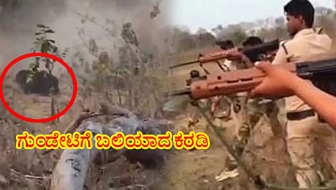 ಮಾನವೀಯತೆ ಮರೆತ ಮಾನವ; ನಾಡಿಗೆ ಬಂದ ಕರಡಿಗೆ 100 ಗುಂಡೇಟು..!