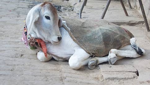 ರೈತನ ಶೆಡ್ ನಿಂದ ತಪ್ಪಿಸಿಕೊಂಡು ಕಾಮುಕನ ಕೈಗೆ ಸಿಕ್ಕಿಬಿದ್ದ ಕಾಮಧೇನು