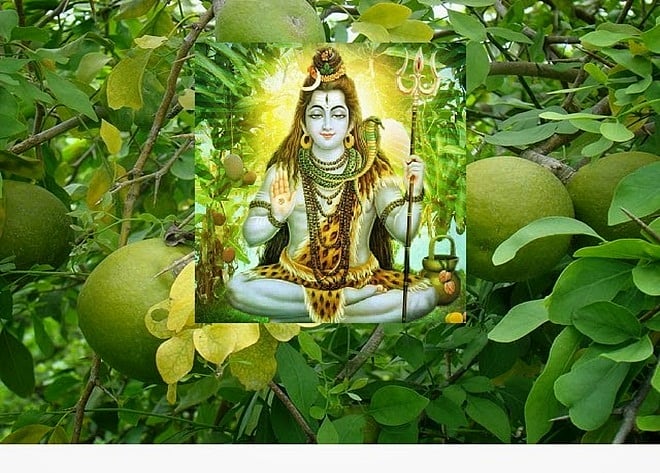 ಬಿಲ್ವ ಪತ್ರೆ ಸ್ತೋತ್ರ