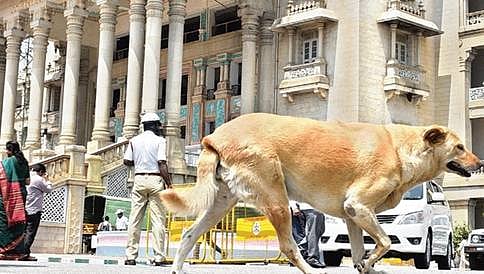ವಿಧಾನಸೌಧ ಆವರಣದಲ್ಲಿ ಬೀದಿ ನಾಯಿಗಳ ಕಾಟ; ಬಿಬಿಎಂಪಿ ಪರದಾಟ!