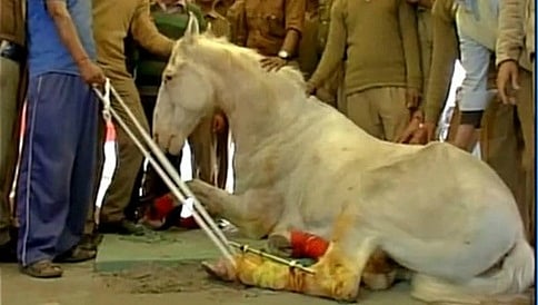 ಕಾಲು ಮುರಿದುಕೊಂಡಿದ್ದ ಶಕ್ತಿಮಾನ್ ವೇಗವಾಗಿ ಚೇತರಿಕೆ: ವೈದ್ಯರು