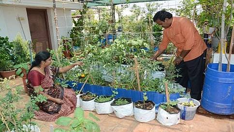 ನಗರಗಳಲ್ಲಿ ಬೇಸಿಗೆಯಲ್ಲಿ ತರಕಾರಿ ಬೆಳೆಯುವ ವಿಧಾನ